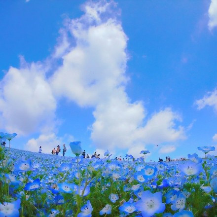 日本Hitashi公园的蓝色粉蝶花花海风景图片