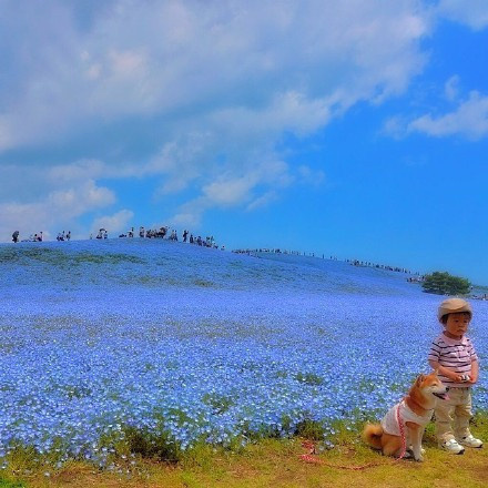 日本Hitashi公园的蓝色粉蝶花花海风景图片 2