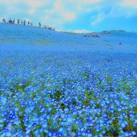 日本Hitashi公园的蓝色粉蝶花花海风景图片 6