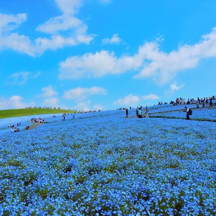 日本Hitashi公园的蓝色粉蝶花花海风景图片 7