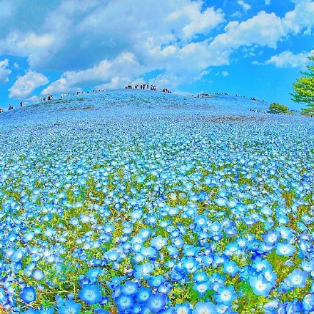日本Hitashi公园的蓝色粉蝶花花海风景图片 9