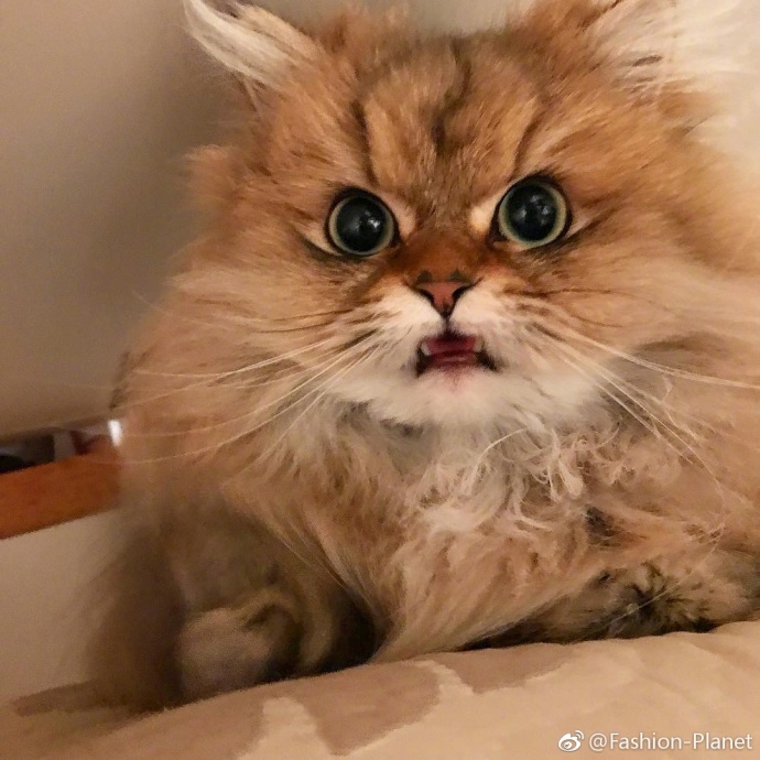 萌宠喵星人图片_日本的猫咪Nikon凶凶萌萌的仿佛