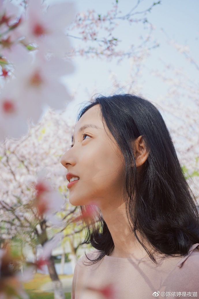 清纯美女郑晴樱花树下唯美写真 6