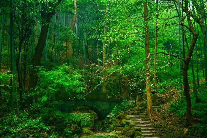 中国风风景图片_春生脩竹雨,人醉绿云天 8