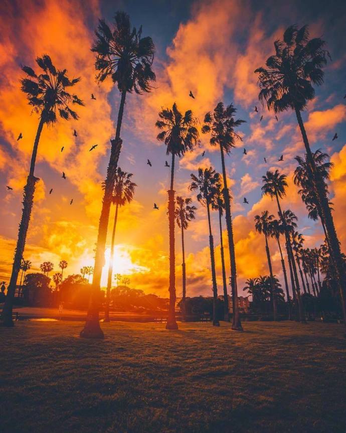 Los Angeles California落日下的棕榈树风景图片