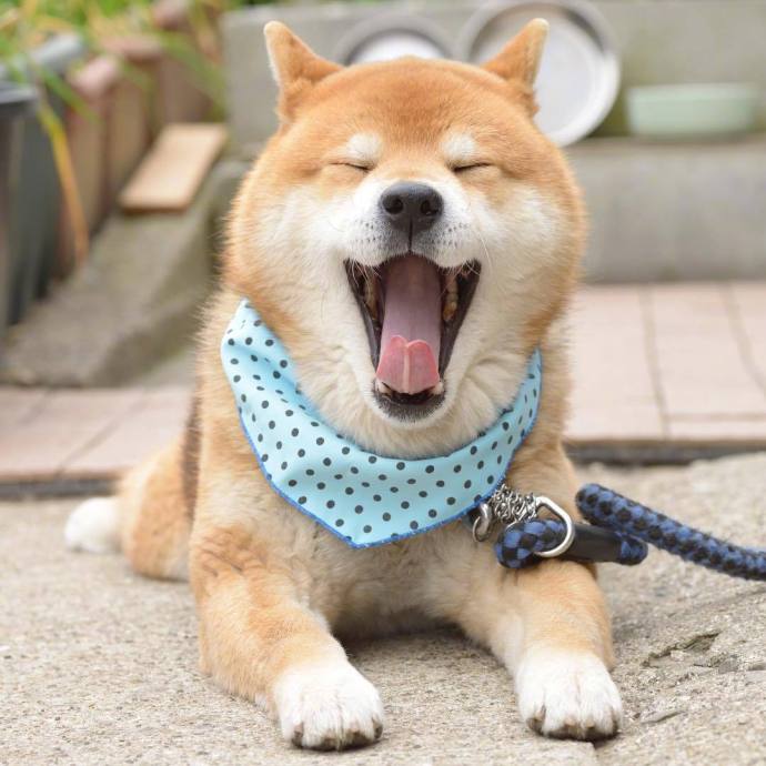 萌宠狗狗图片_柴犬君Ryuji的日常