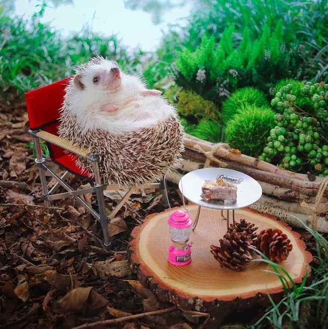 萌宠动物图片_一组萌出血的刺猬写真照