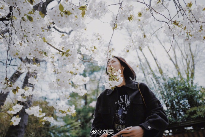 国际超模大表姐刘雯樱花树下唯美写真 7