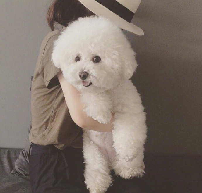超可爱棉花糖萌宠贵宾犬图片