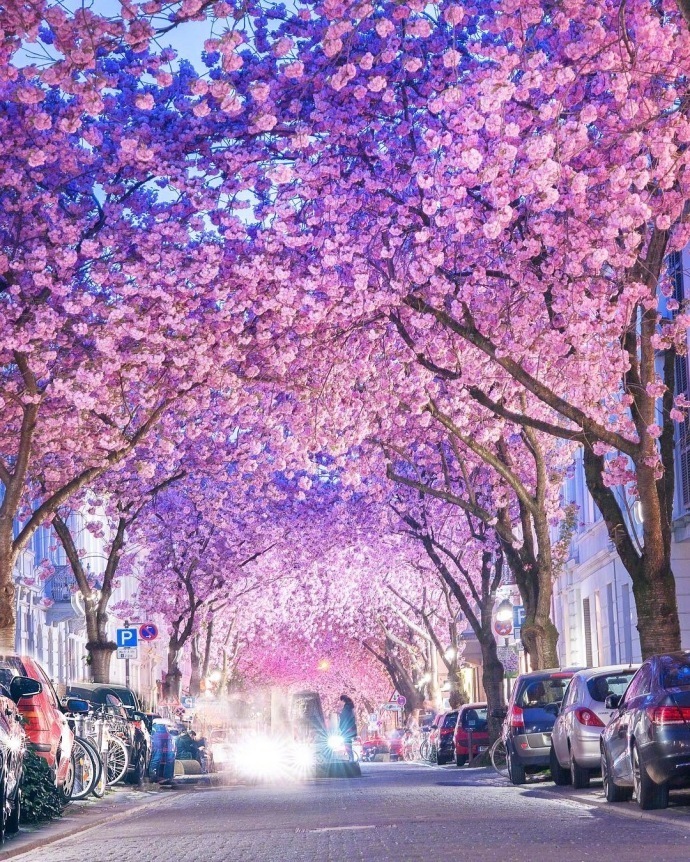 德国波恩赫尔街(Heerstrasse)的樱花巷风景图片好浪