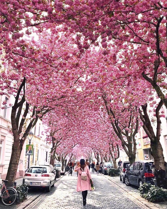 德国波恩赫尔街(Heerstrasse)的樱花巷风景图片好浪 2