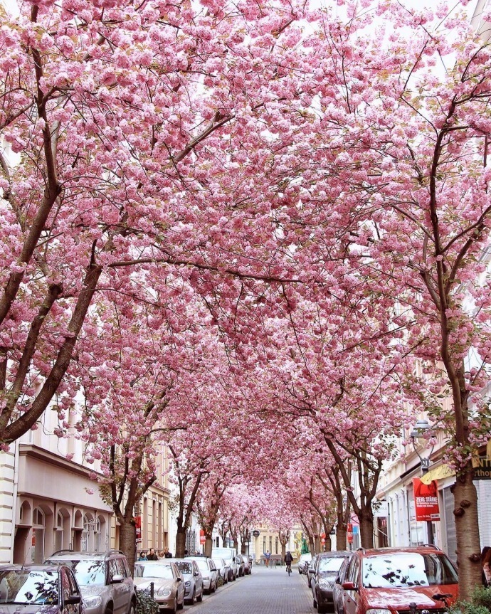 德国波恩赫尔街(Heerstrasse)的樱花巷风景图片好浪 3