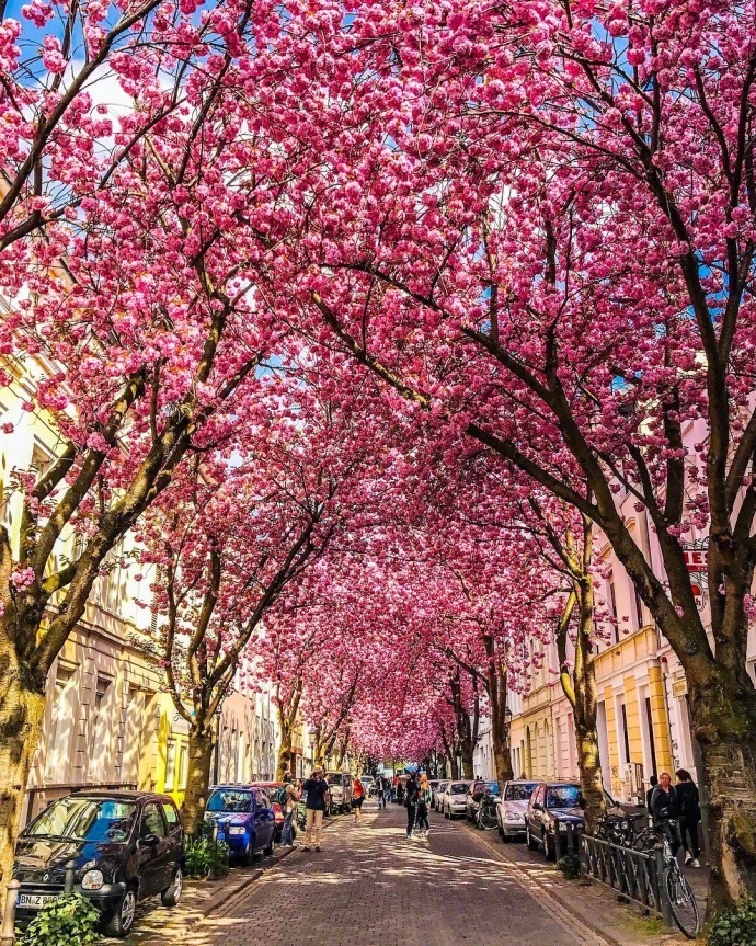德国波恩赫尔街(Heerstrasse)的樱花巷风景图片好浪 4