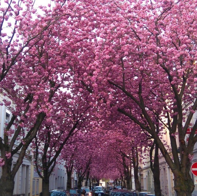 德国波恩赫尔街(Heerstrasse)的樱花巷风景图片好浪