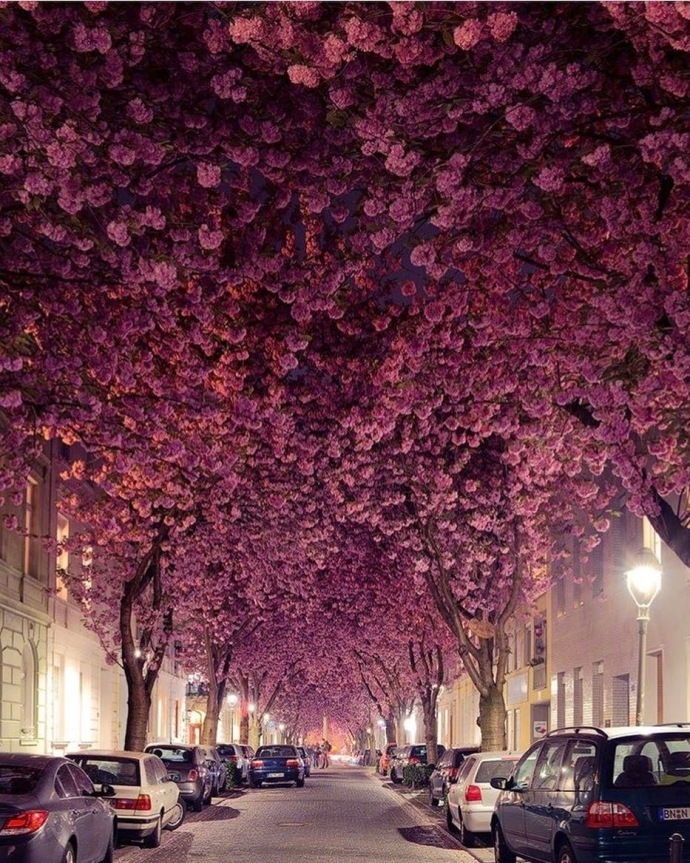 德国波恩赫尔街(Heerstrasse)的樱花巷风景图片好浪 7