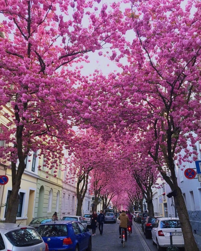 德国波恩赫尔街(Heerstrasse)的樱花巷风景图片好浪 8