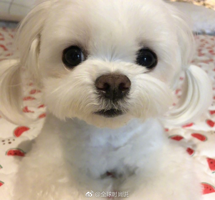 萌宠狗狗图片_扎双马尾的可爱马尔济斯犬图片