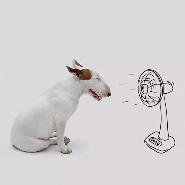 萌宠狗狗图片_牛头梗可爱图片