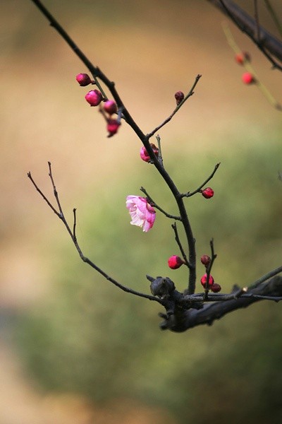 唯美鲜花图片_往事浓淡色如清已轻