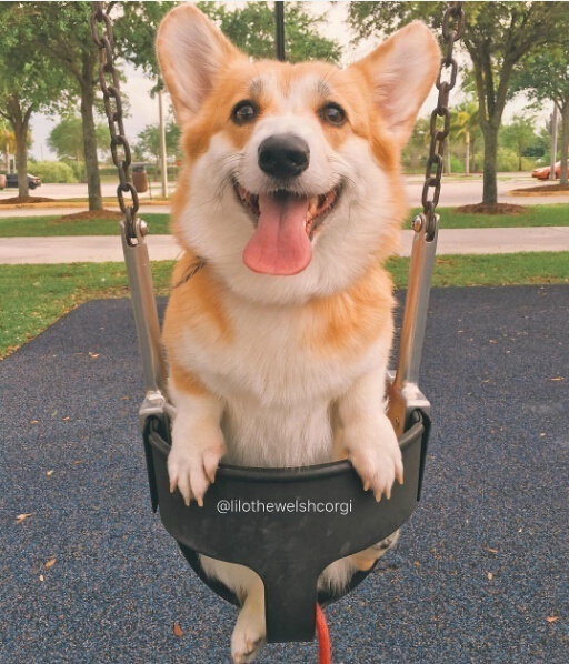 萌宠狗狗图片_特别爱笑的Lilo柯基犬图片
