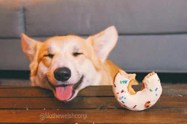 萌宠狗狗图片_特别爱笑的Lilo柯基犬图片 2