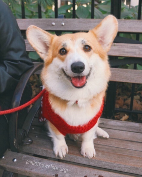 萌宠狗狗图片_特别爱笑的Lilo柯基犬图片 3