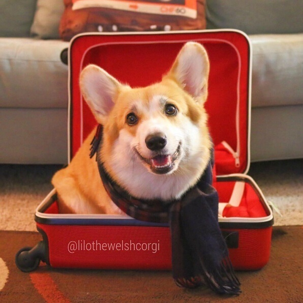 萌宠狗狗图片_特别爱笑的Lilo柯基犬图片 4