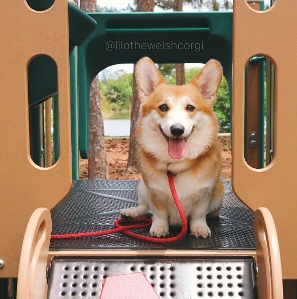 萌宠狗狗图片_特别爱笑的Lilo柯基犬图片 5