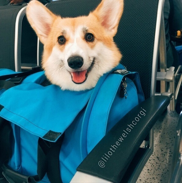 萌宠狗狗图片_特别爱笑的Lilo柯基犬图片 7