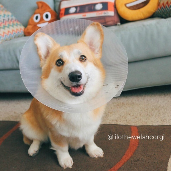 萌宠狗狗图片_特别爱笑的Lilo柯基犬图片 8