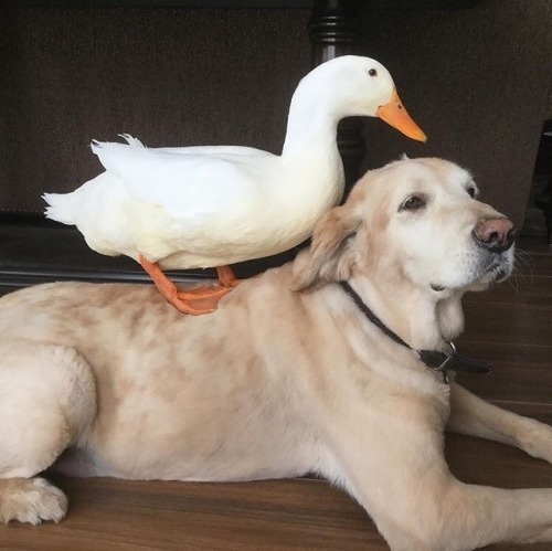 狗狗与大鹅图片画面简直不要太有爱
