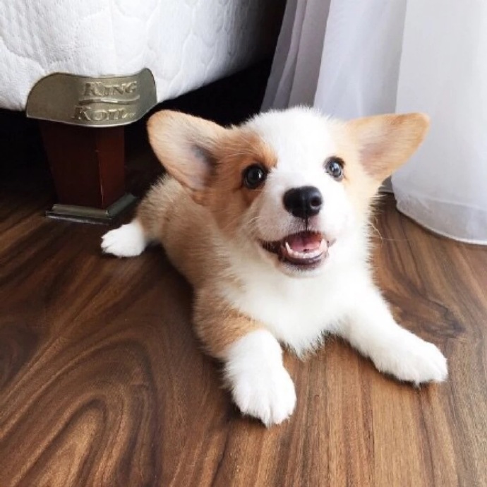 萌宠狗狗图片_小短腿柯基犬可爱图片