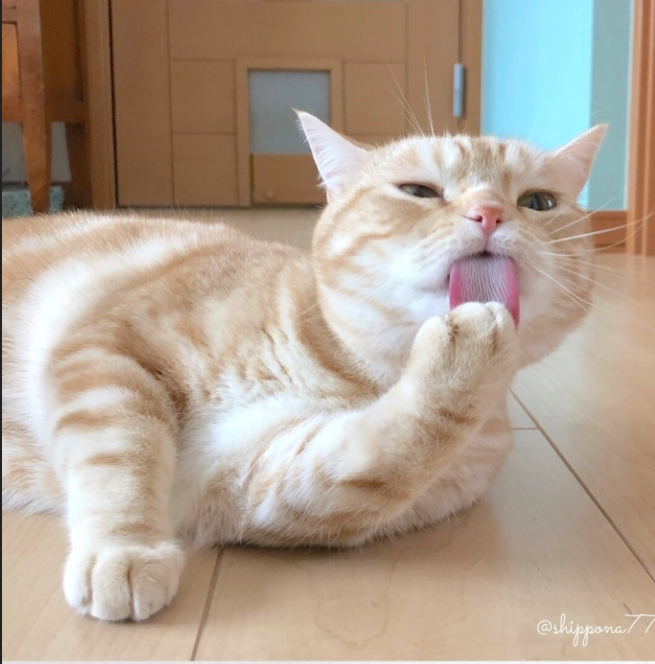 萌宠猫咪图片_小胖橘猫日常