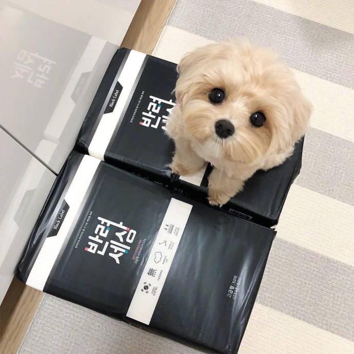 萌宠狗狗图片:你的小可爱正看着你