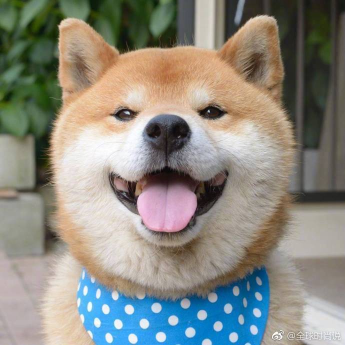 萌宠狗狗图片_有什么不开心的看看柴犬吐舌萌照
