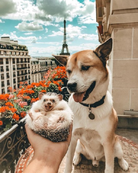 丑萌丑萌的斗牛犬与刺猬的头像壁纸背景图