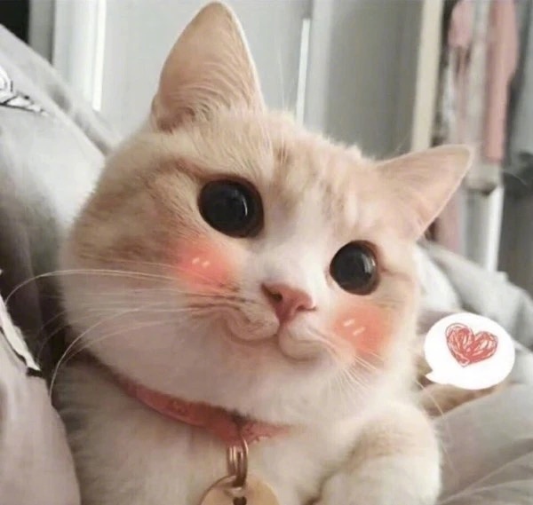 我是一只呆萌的橘猫图片_萌宠猫咪图片