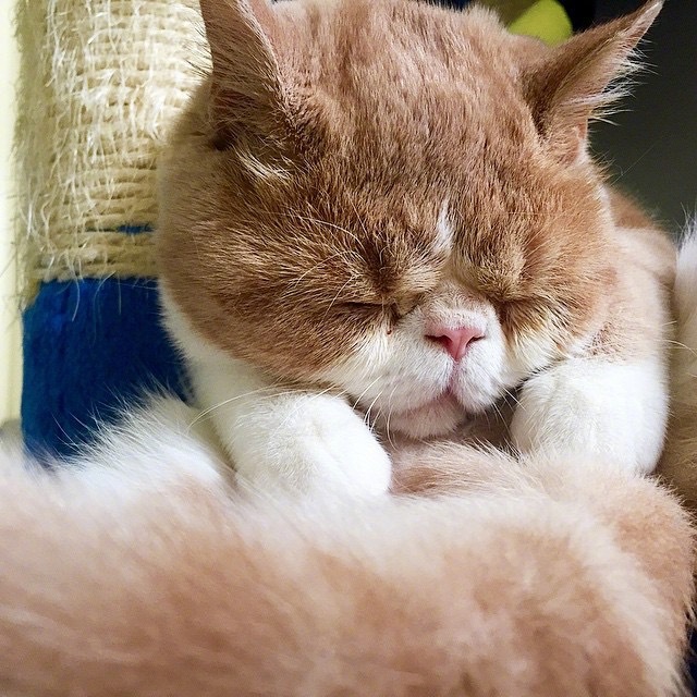 萌宠加菲猫图片_赖床的喵星人图片