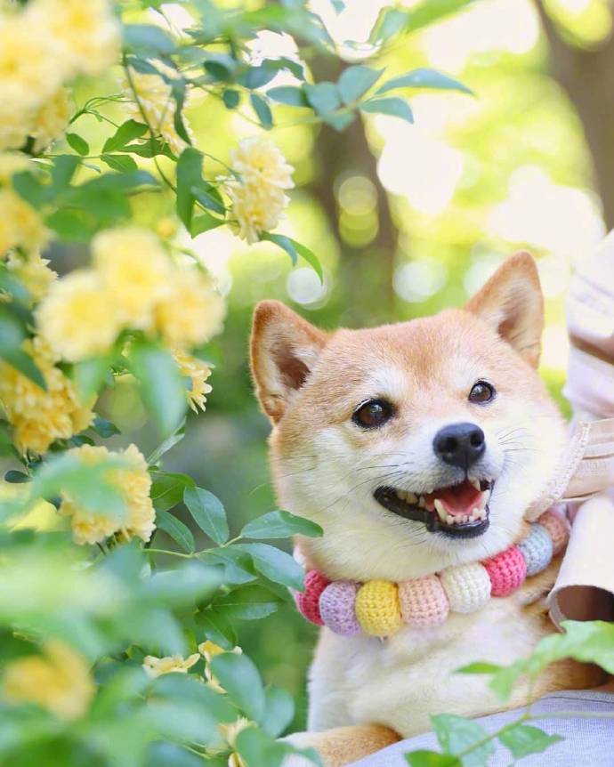 萌宠狗狗图片_小柴犬与向日葵愿你每天都能开心