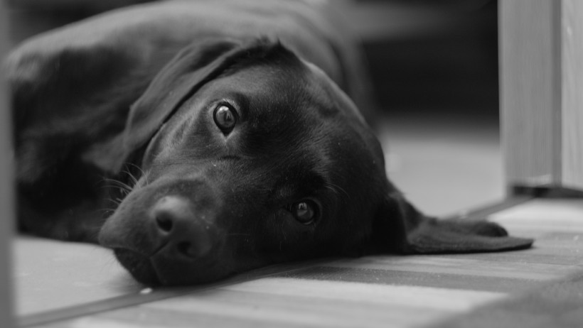 黑色拉布拉多图片_黑色纯种拉布拉多犬美图 2