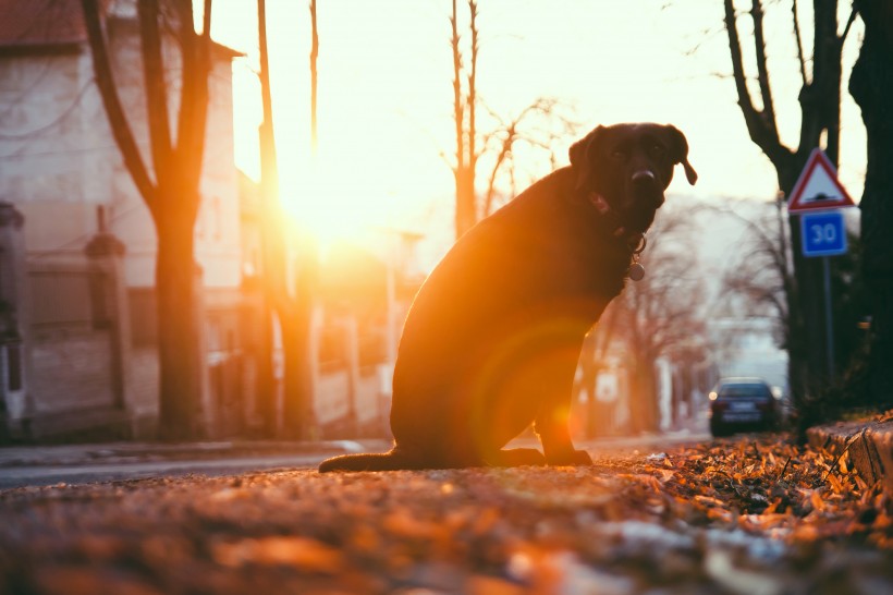 黑色拉布拉多图片_黑色纯种拉布拉多犬美图 4