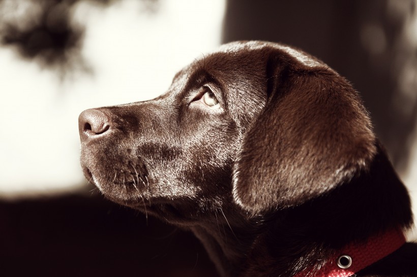 黑色拉布拉多图片_黑色纯种拉布拉多犬美图 6