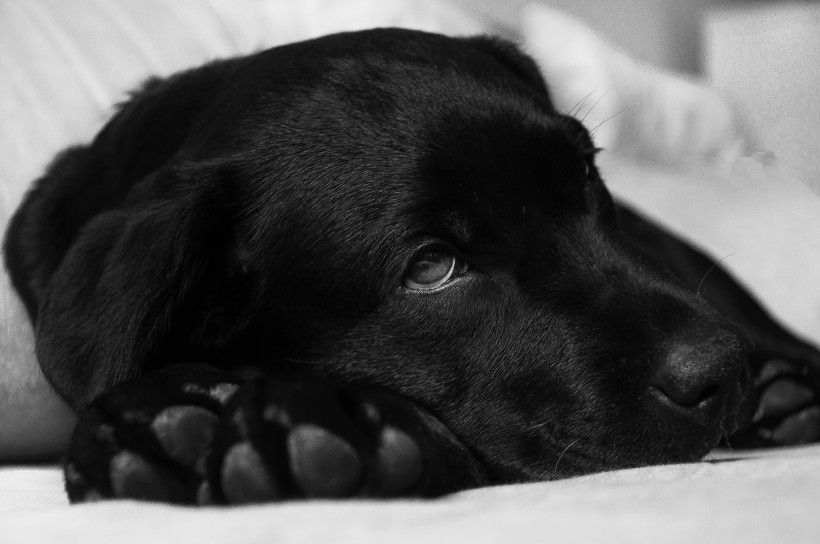 黑色拉布拉多图片_黑色纯种拉布拉多犬美图 7