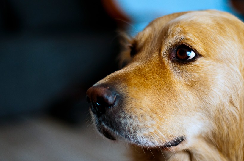 萌宠金毛狗图片_宠物狗金毛犬图片