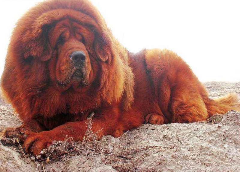 纯种藏獒图片大全_萌宠狗藏獒犬图片