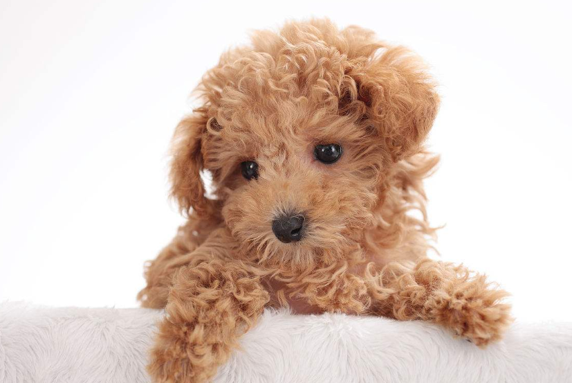 迷你贵宾犬图片_宠物贵宾狗图片