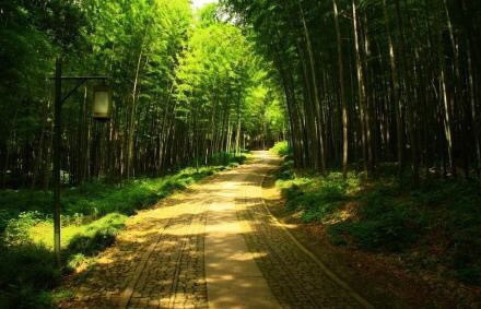 杭州最仙最静的地方云栖竹径风景图片