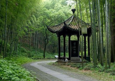 杭州最仙最静的地方云栖竹径风景图片 2