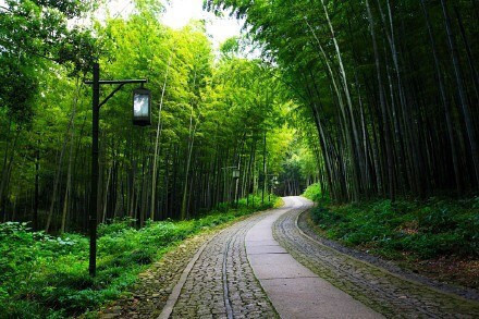 杭州最仙最静的地方云栖竹径风景图片 3
