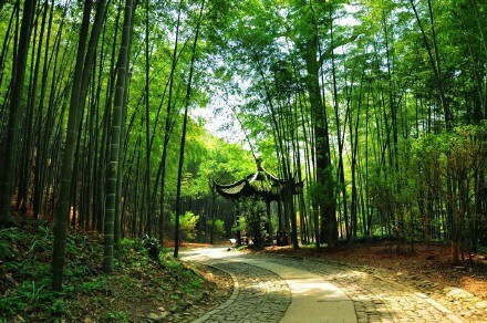 杭州最仙最静的地方云栖竹径风景图片 4